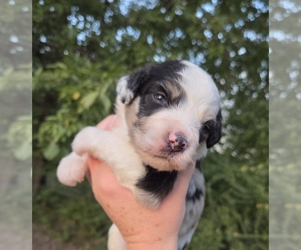 Medium Photo #6 Aussiedoodle Puppy For Sale in WILLS POINT, TX, USA