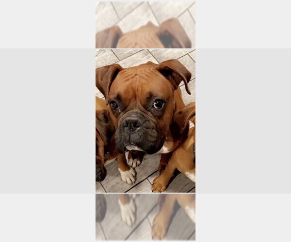 Medium Photo #1 Boxer Puppy For Sale in Austin, TX, USA