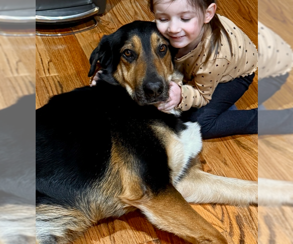 Medium Photo #25 Mutt Puppy For Sale in Brewster, NY, USA