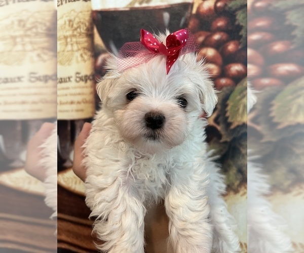 Medium Photo #1 Maltese Puppy For Sale in SARASOTA, FL, USA