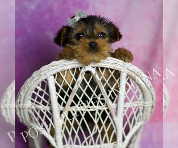 Medium Photo #2 Yorkshire Terrier Puppy For Sale in WARSAW, IN, USA