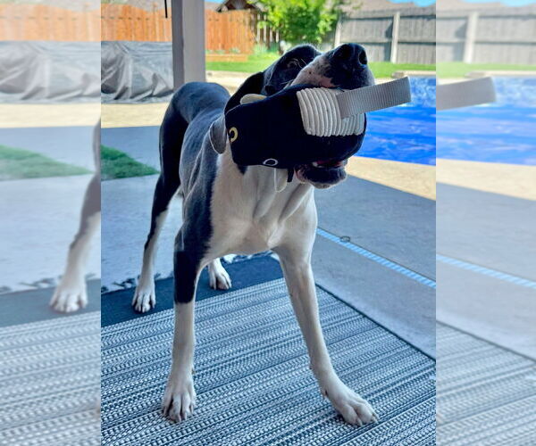 Medium Photo #2 Great Dane-Unknown Mix Puppy For Sale in Bullard, TX, USA