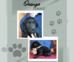 Puppy Orange French Bulldog