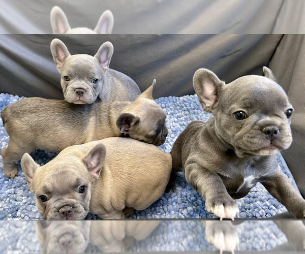 Medium Photo #1 French Bulldog Puppy For Sale in WEXFORD, PA, USA
