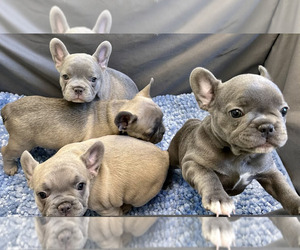 French Bulldog Litter for sale in WEXFORD, PA, USA