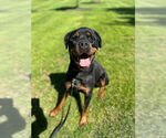 Small #2 Rottweiler