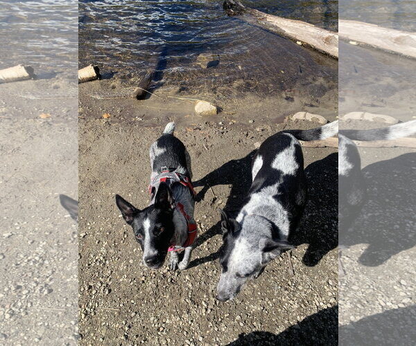 Medium Photo #5 Mutt Puppy For Sale in Garden City, NY, USA