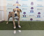 Small American Staffordshire Terrier Mix