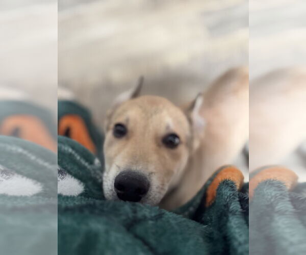 Medium Photo #3 German Shepherd Dog-Unknown Mix Puppy For Sale in Holly Springs, NC, USA