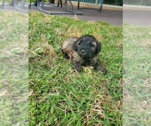 Aussie-Poo Puppy for sale in LUTZ, FL, USA