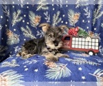 Small #8 Schnauzer (Miniature)