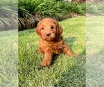 Small Photo #17 Double Doodle Puppy For Sale in LAGRANGE, GA, USA