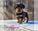 Puppy Amber Rottweiler