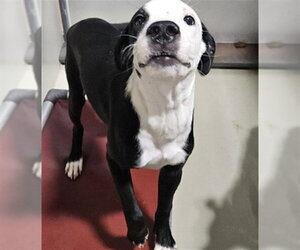 Mutt Dogs for adoption in Bakersfield, CA, USA