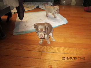 Miniature Pinscher Puppy for sale in RIVER GROVE, IL, USA