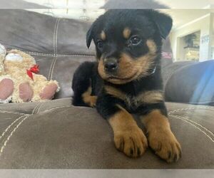 Rottweiler Puppy for sale in NIXON, TX, USA