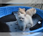 Small #6 Pomeranian