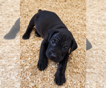 Small #1 Cane Corso