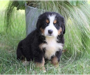 Bernese Mountain Dog Puppy for sale in FREDERICKSBG, OH, USA