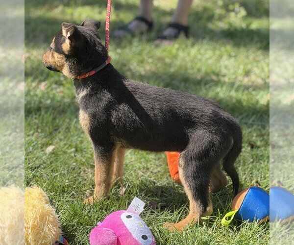 Medium Photo #4 Mutt Puppy For Sale in Yardley, PA, USA