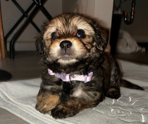 Yorkinese Puppy for sale in SAN FRANCISCO, CA, USA