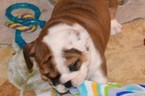 Small Photo #3 Bulldog Puppy For Sale in CHINO HILLS, CA, USA