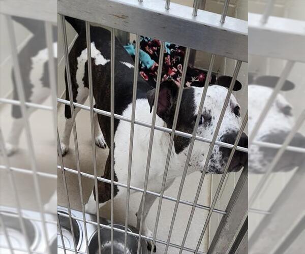 Medium Photo #1 American Pit Bull Terrier Puppy For Sale in Decatur, IL, USA