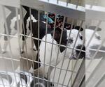 Small American Pit Bull Terrier