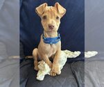 Small #13 Labrador Retriever Mix