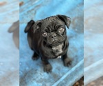 Puppy Puppy 2 Pug