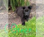 Small Photo #11 German Shepherd Dog Puppy For Sale in HEGINS, PA, USA