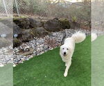 Small #3 Great Pyrenees