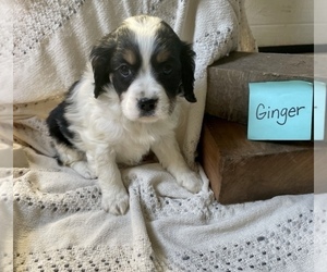 Medium Bernedoodle (Miniature)
