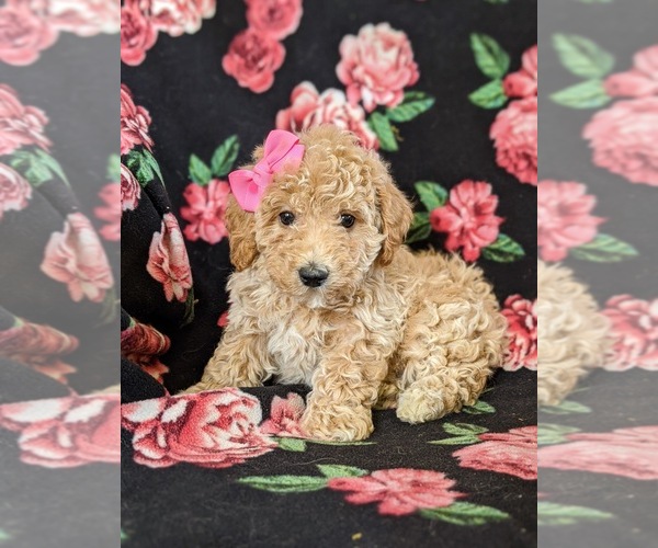 Medium Photo #4 Bichpoo Puppy For Sale in LINCOLN UNIV, PA, USA