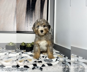 Miniature Bernedoodle Puppy for sale in FRANKLIN, IN, USA