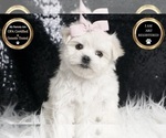 Small #6 Maltese