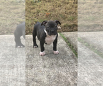 Small Photo #6 American Bully Puppy For Sale in ELLENWOOD, GA, USA