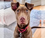 Small #4 Labrador Retriever Mix