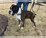 Small #9 Boxer