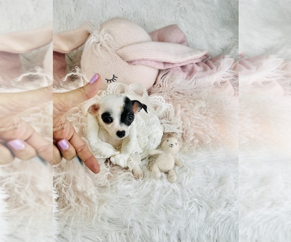 Medium Photo #19 Chihuahua Puppy For Sale in MIAMI BEACH, FL, USA