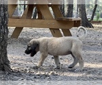 Small Photo #12 Kangal Dog Puppy For Sale in WACO, TX, USA
