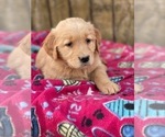Small #3 Golden Retriever