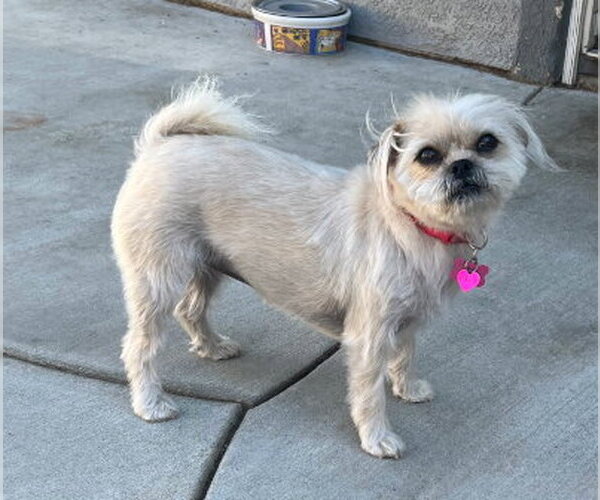 Medium Photo #2 Pug-Unknown Mix Puppy For Sale in Ventura, CA, USA