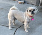 Small #1 Pug Mix