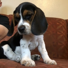 Beagle Puppy for sale in LAMONI, IA, USA
