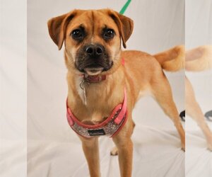 Black Mouth Cur-Pug Mix Dogs for adoption in Princeton, MN, USA