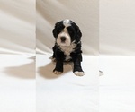 Small Photo #5 Bernese Mountain Dog-Portuguese Water Dog Mix Puppy For Sale in COATESVILLE, PA, USA
