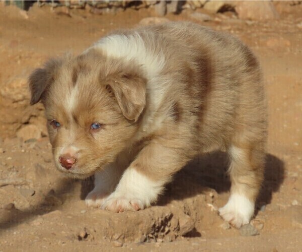 Medium Photo #24 Miniature Australian Shepherd Puppy For Sale in WITTMANN, AZ, USA