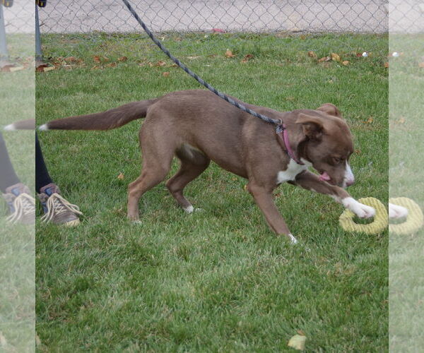 Medium Photo #5 Border Collie-Chocolate Labrador retriever Mix Puppy For Sale in Huntley, IL, USA
