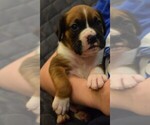 Small Photo #2 Boxer Puppy For Sale in HUMBOLDT, NE, USA